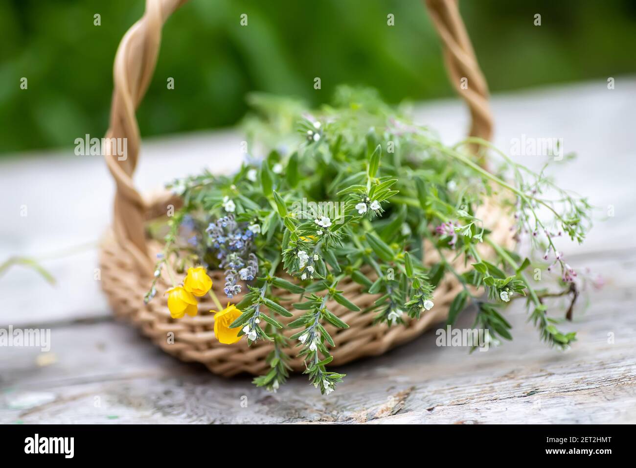 bouquet of medicinal plants in basket on a wooden table. Fumaria officinalis, Myosotis stricta, Ranunculus repens collected for preparation of potions Stock Photo