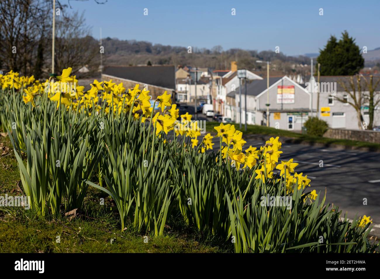 Daffodils in Bloom on St David's Day in Aberkenfig, Bridgend on the 1st March 2021. Credit: Lewis Mitchell Stock Photo