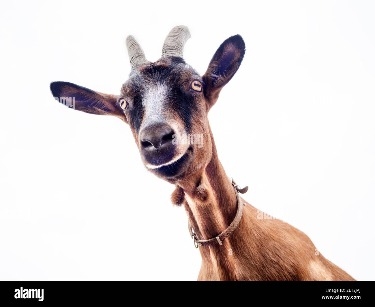 Close-up of a portrait of a goat, Poland Stock Photo