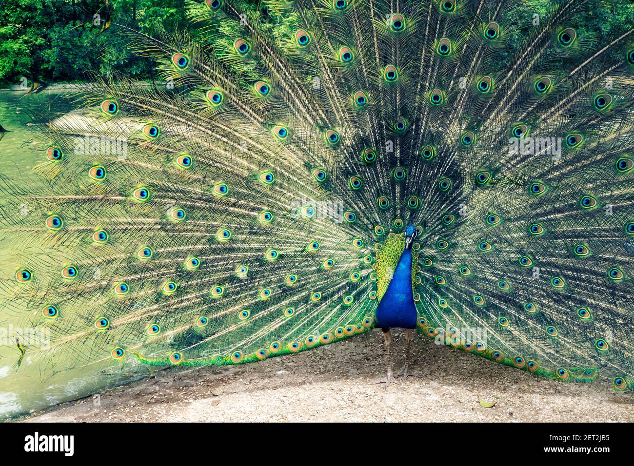 Portrait of a peacock, Italy Stock Photo
