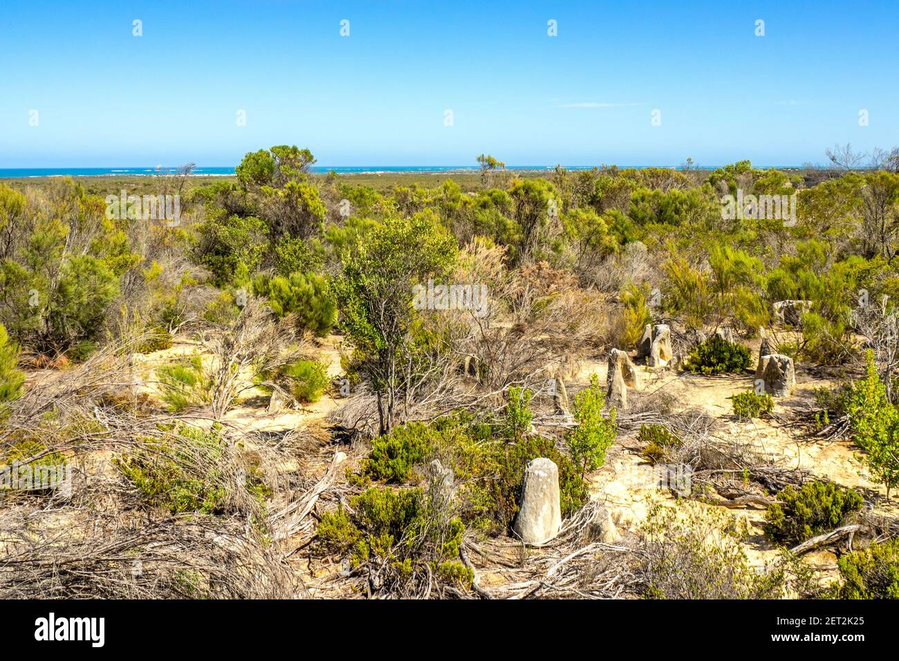Scrubland on edge of Pinnacles Desert popular tourist attraction in