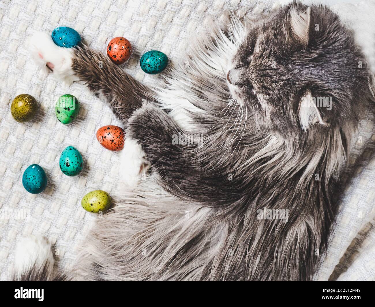 Charming kitten and Easter eggs painted in bright colors Stock Photo
