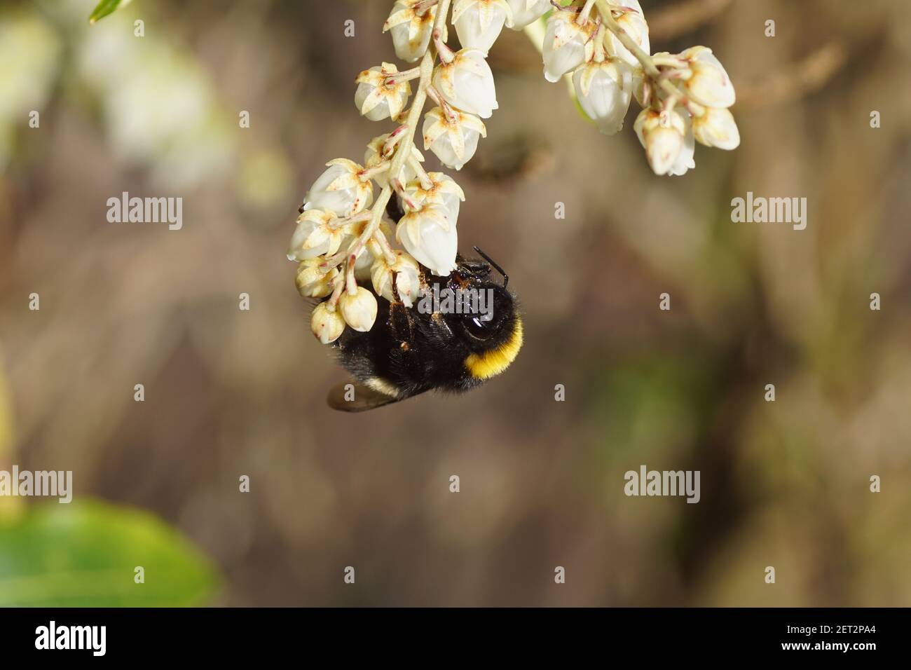 Queen, bumblebee species in the Bombus lucorum-complex on flowers of the Pieris japonica variegata of the heather family (Ericaceae). Late winter, Stock Photo
