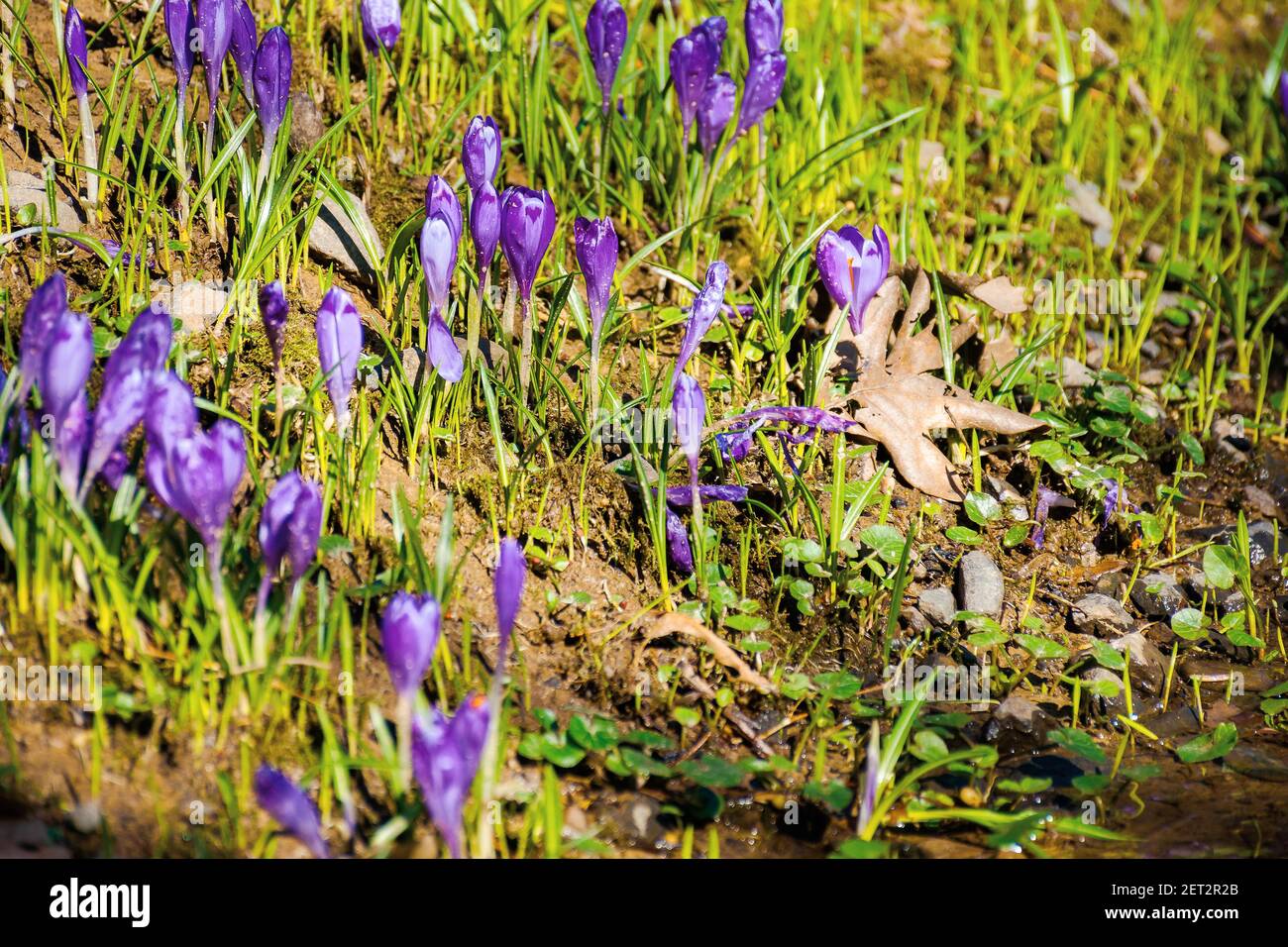 purple crocus flower blooming. beautiful nature scenery in the park. sunny weather. close up shot with shallow depth of field Stock Photo