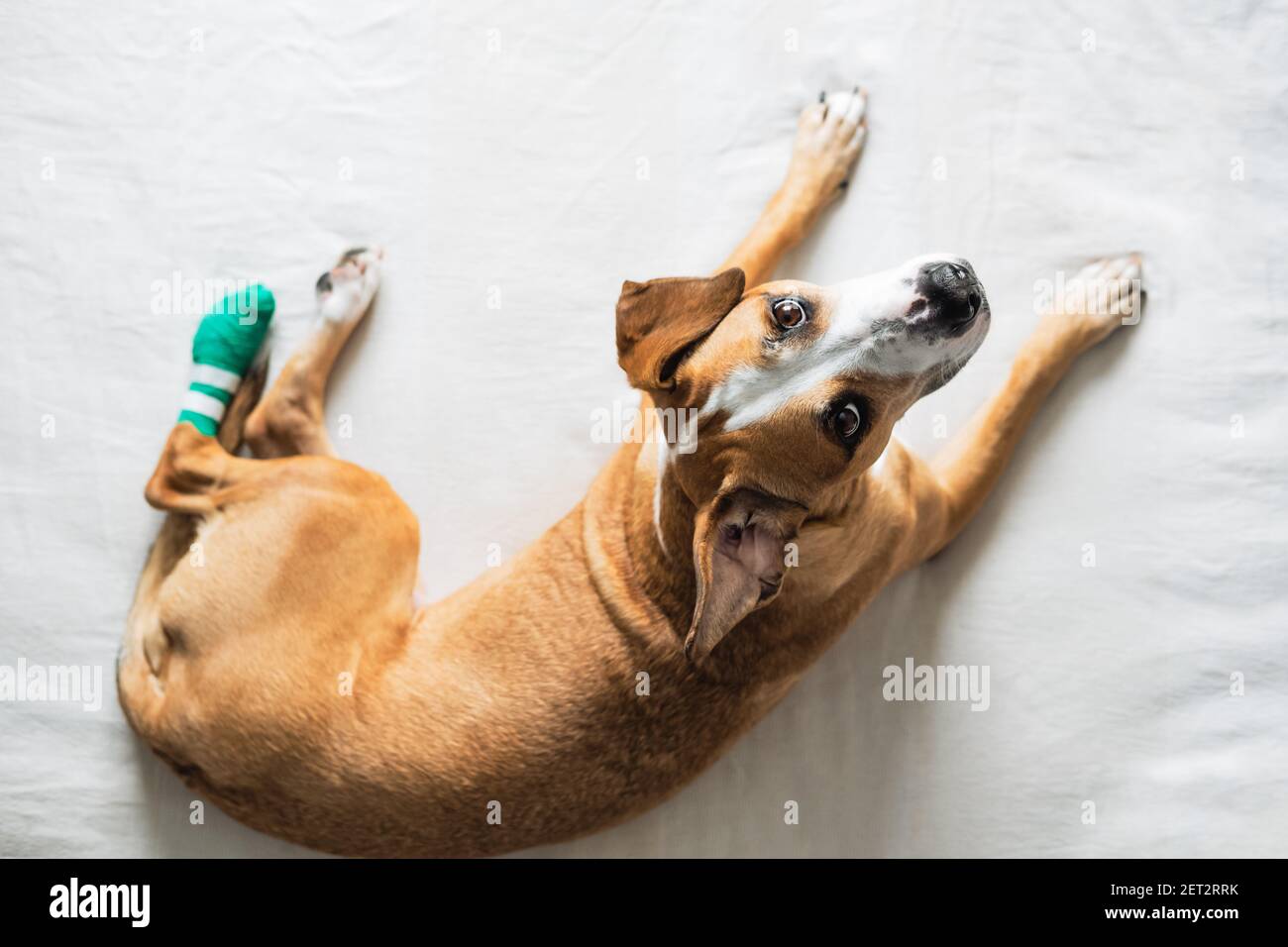 Dog with wounded leg in bondage looks at camera. Pet health, injuries, veterinary care, directly above image Stock Photo