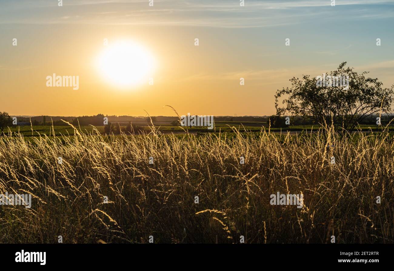 Wheat field tree sunset hi-res stock photography and images - Alamy