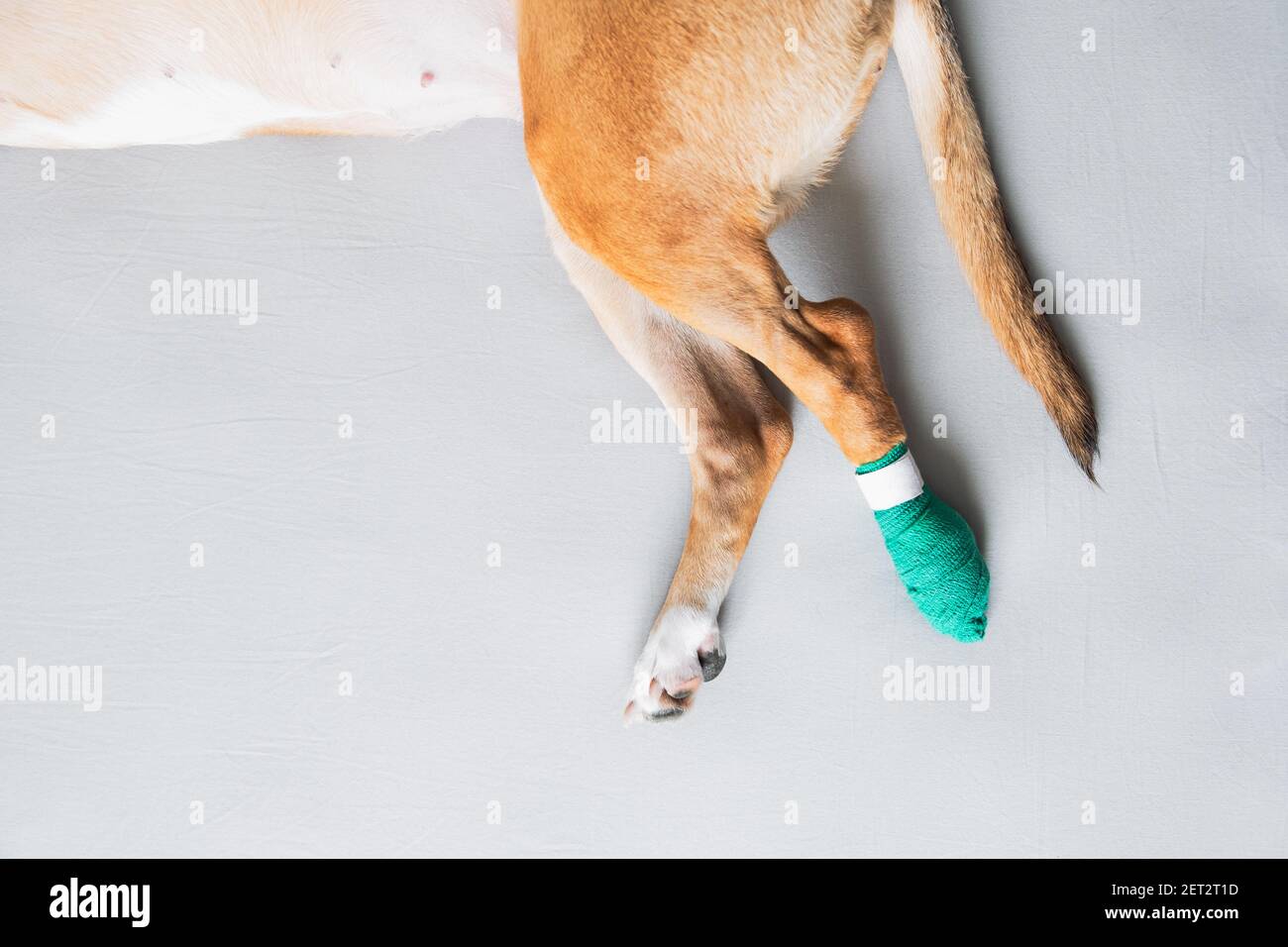 Dog's paws in a bandage, grey canvas backdrop with copy space. Wounded pets, trauma, hurt leg of a puppy, veterinary concepts Stock Photo