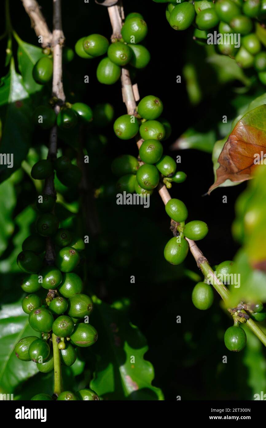 Coffee beans on a plant, Jaques Coffee Plantation, Queensland, Australia Stock Photo Alamy