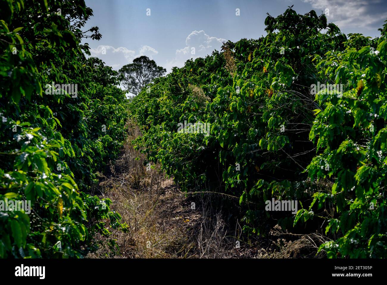 Coffee plantation, Jaques Coffee Plantation, Queensland, Australia Stock Photo Alamy