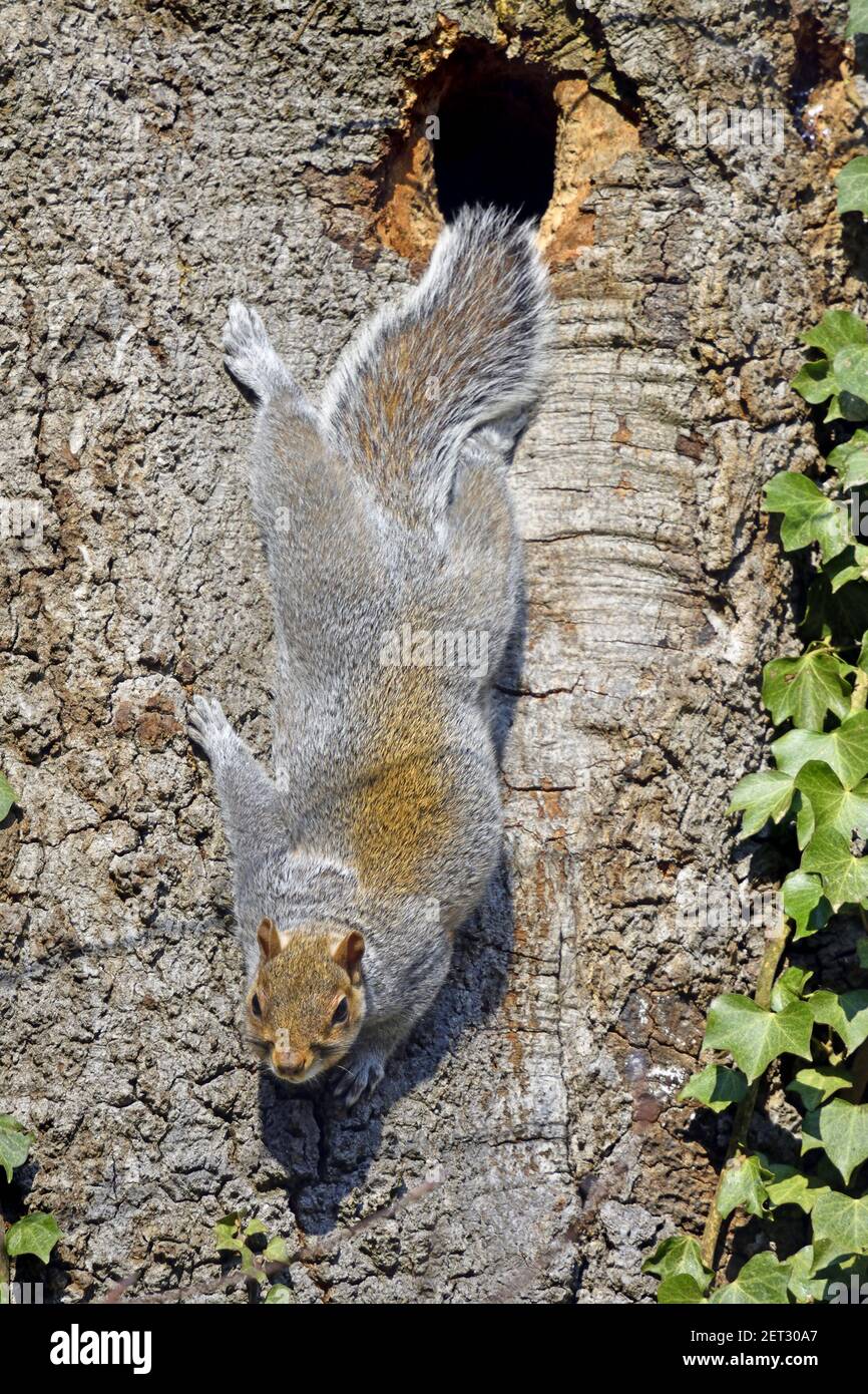 Grey Squirrel (Eastern Grey Squirrel / Gray Squirrel) Sciurus carolinensis - clinging to as tree after emerging from its hole (above). Kent, UK Stock Photo