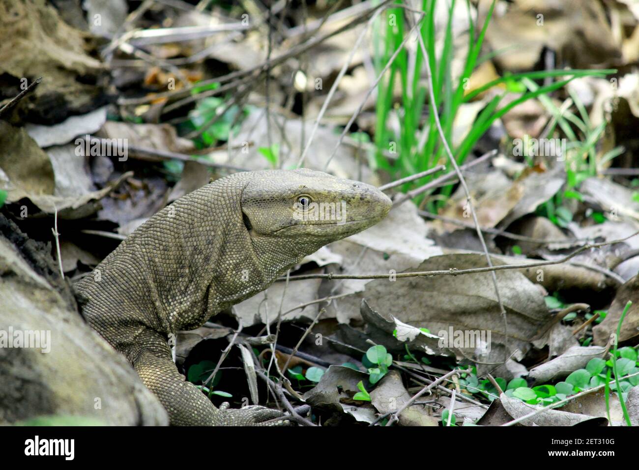 common Indian monitor lizards searching food Stock Photo Alamy