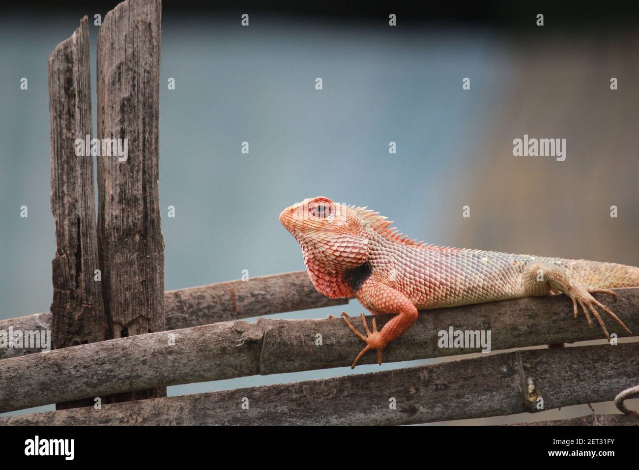 Indian Bengal Monitor Lizard Searching Food Stock Photo Alamy indian-bengal-monitor-lizard-searching-food-stock-photo-alamy