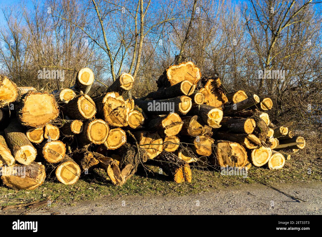 Cut trees Stock Photo