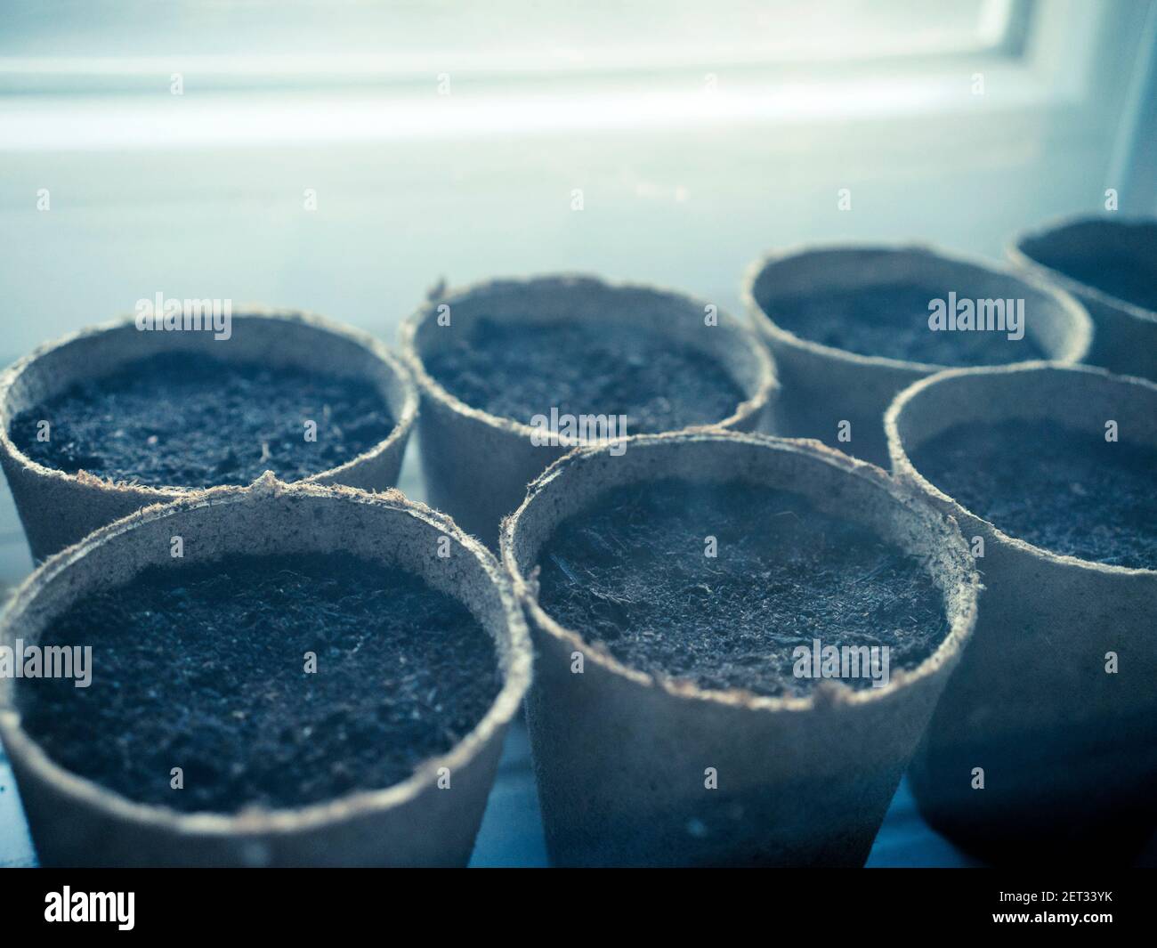 Seedlings by the window Stock Photo
