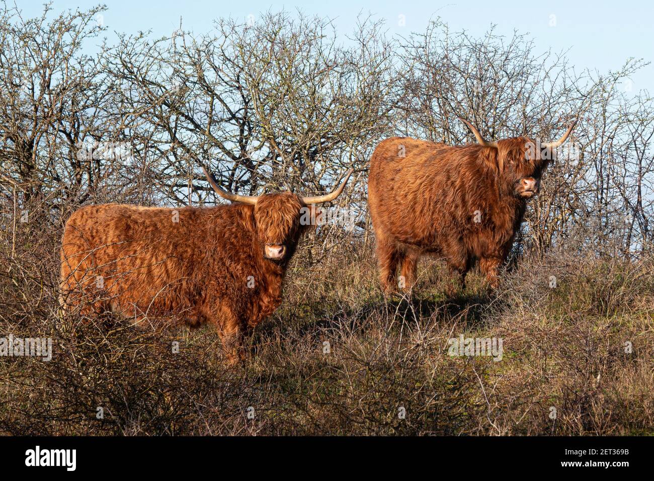 two big scottisch highlanders in dutch nature area Stock Photo
