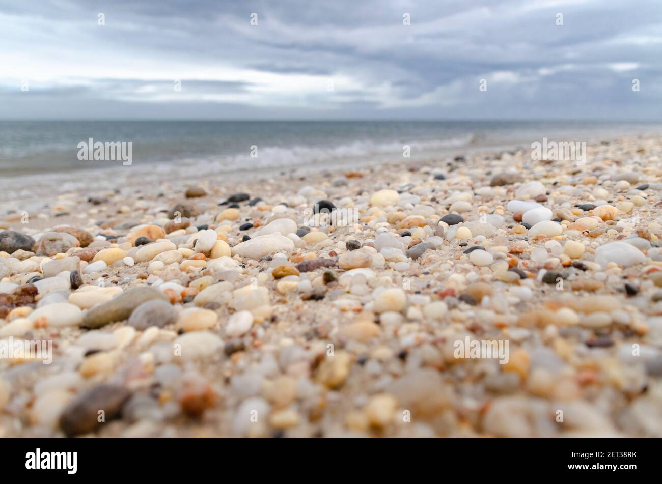 Close up view of sea shells on the beach in Long Island New York Stock Photo