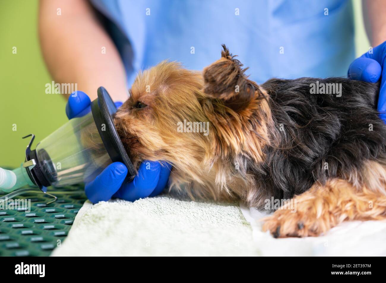 Preoxygenation technique in dog with oxygen mask. Veterinary Doctor