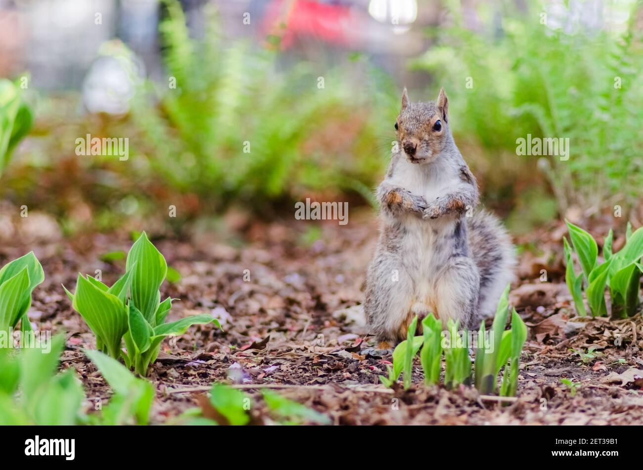 Close up view of a squirrel standing still in Manhattan New York Stock Photo