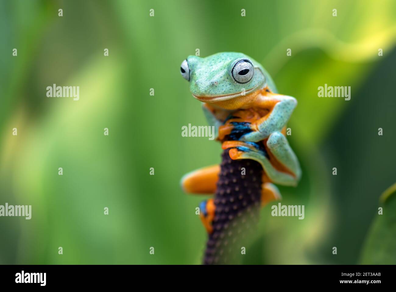 Green flying tree frog sitting on an anthurium leaf, Indonesia Stock Photo