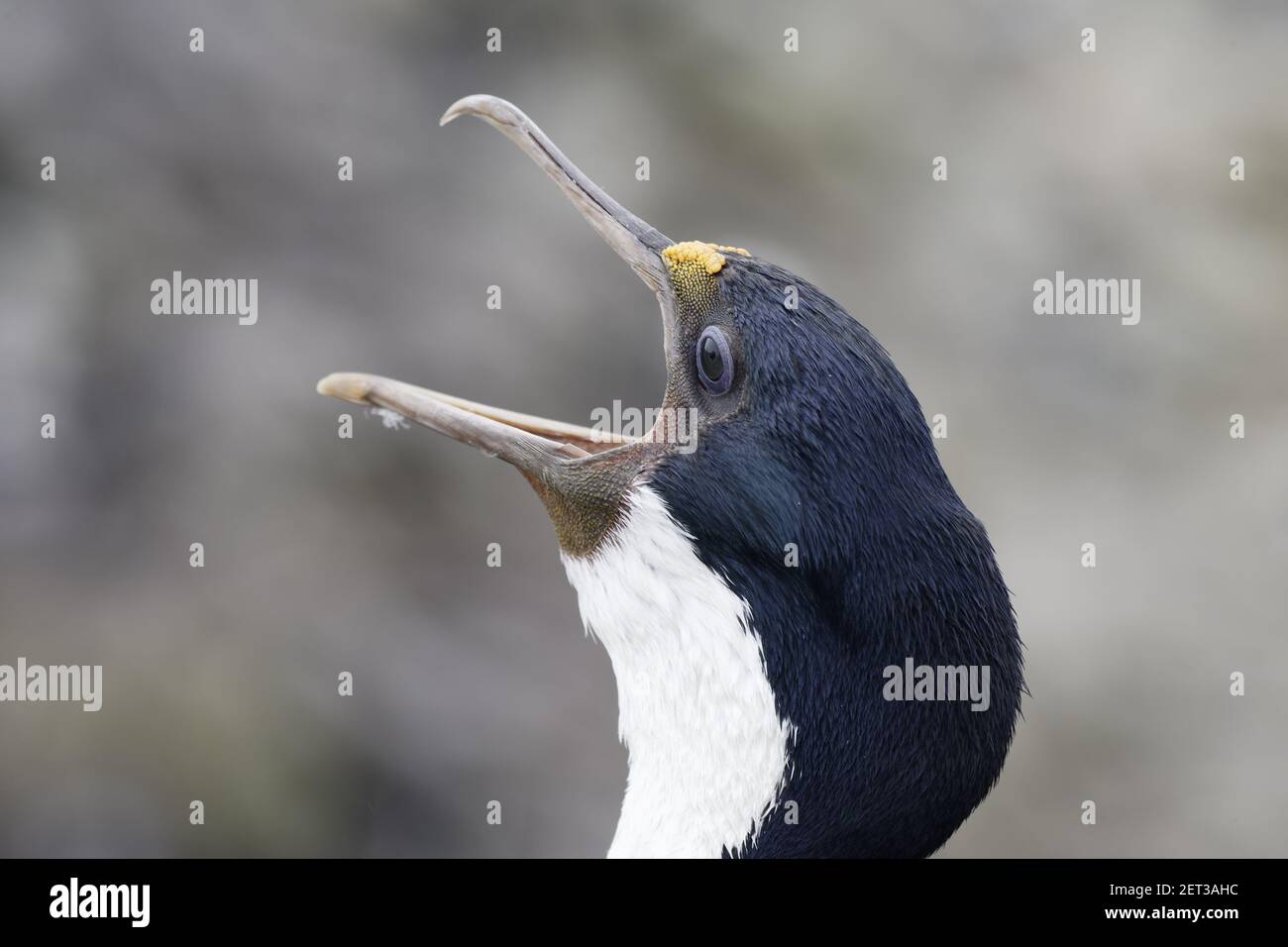 Falklands Shag - Mouth open Phalacrocorax albiventer New Island, Falklands BI008573 Stock Photo