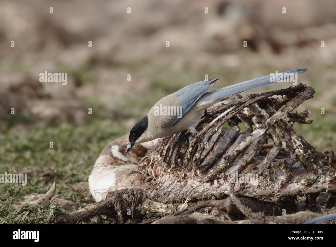 Azure-Winged Magpie - Feeeding on dead sheep Cyanopica cyanus Segovia, Spain BI009102 Stock Photo