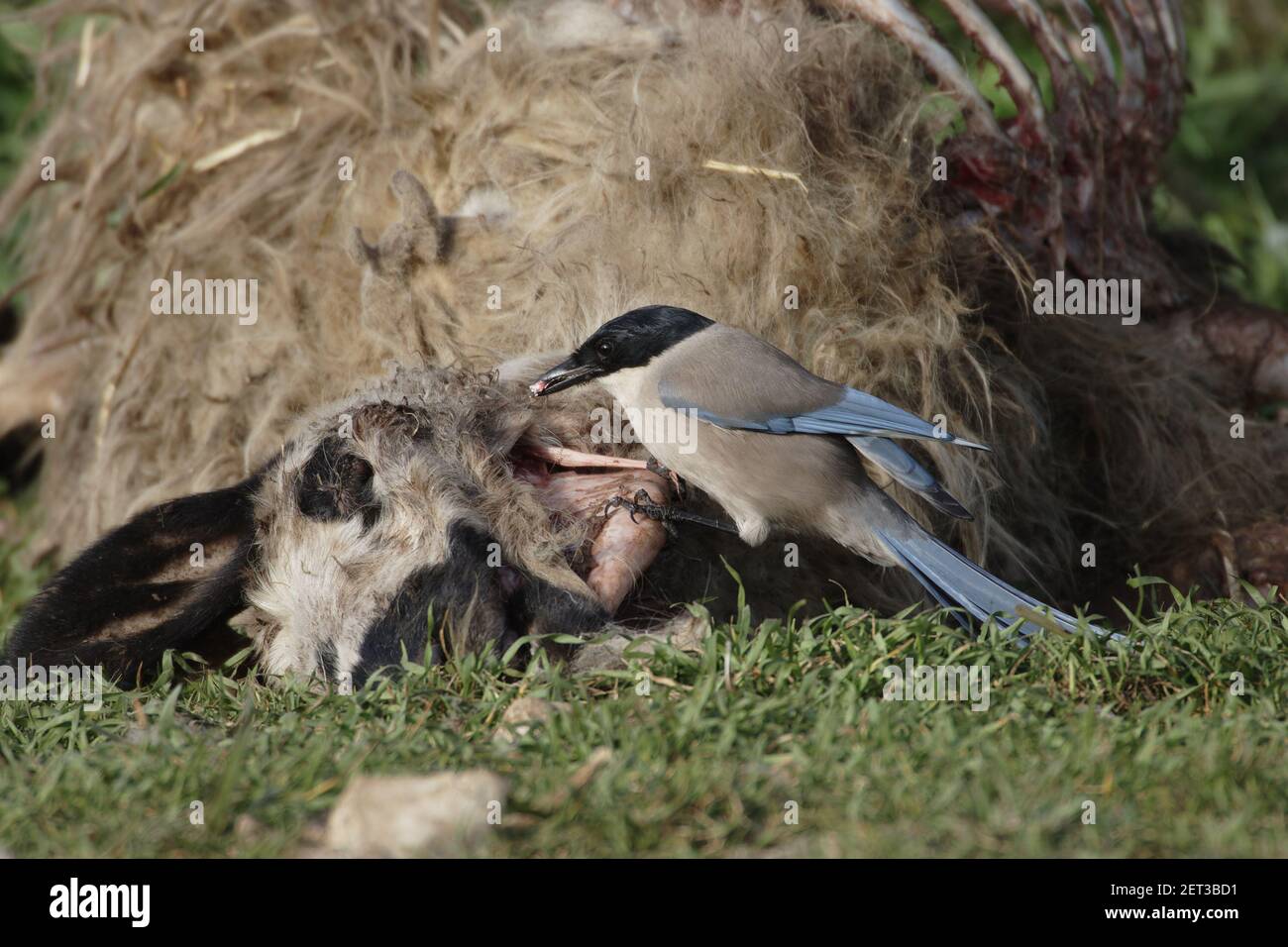 Azure-Winged Magpie - Feeeding on dead sheep Cyanopica cyanus Segovia, Spain BI009112 Stock Photo