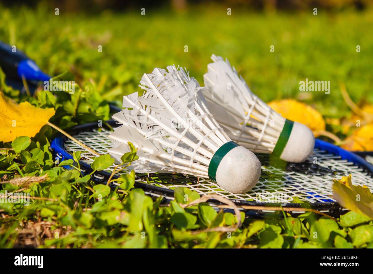 Two shuttlecocks lie on a badminton racket. The concept of outdoor sports  games Stock Photo - Alamy