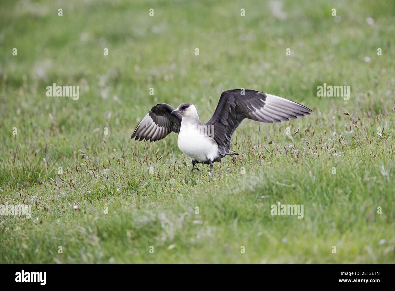 Arctic Skua (Pale Phase)  - Wings OutstretchedStercorarius parasiticus Mousa Island Shetland, UK BI009984 Stock Photo