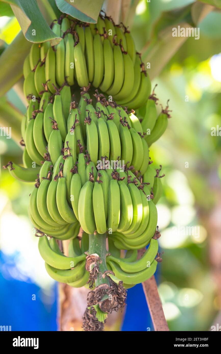 Banana grove in Cyprus. A real banana plantation with banana branches Stock  Photo - Alamy