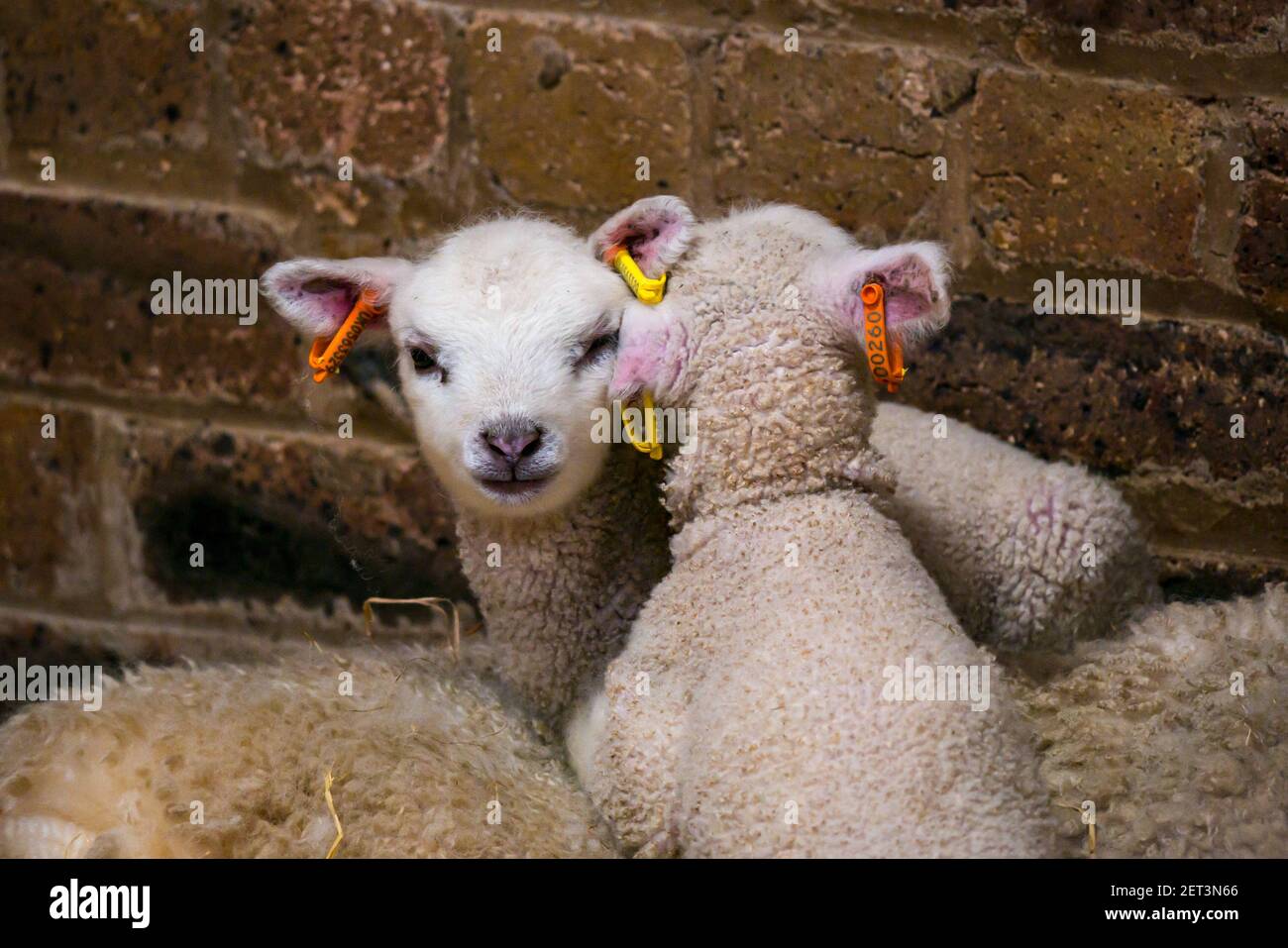 Cute newborn Shetland sheep lamb twins lying on mother ewe in barn, Scotland, UK Stock Photo