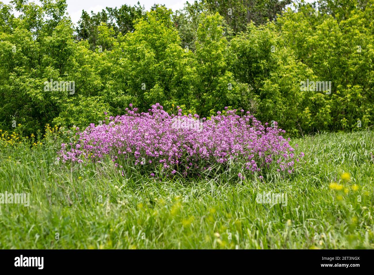 Aubretia or Aubrieta small violet flowers in green wild garden Stock Photo