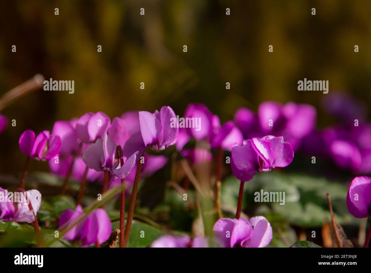 European cyclamen flower, also called Cyclamen purpurascens or Alpenveilchen Stock Photo