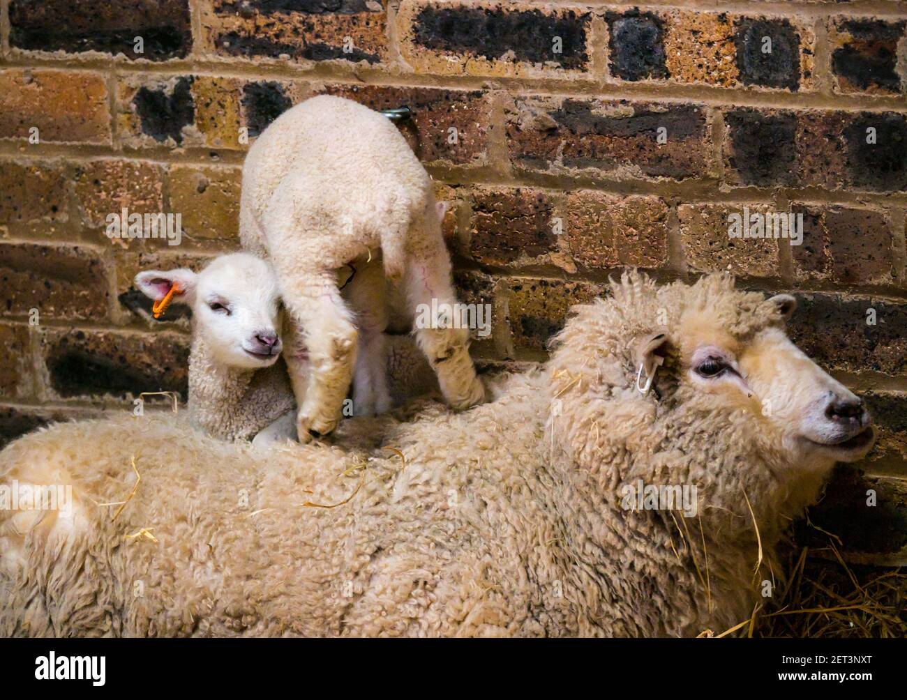Cute newborn Shetland sheep lamb twins lying on mother ewe in barn, Scotland, UK Stock Photo