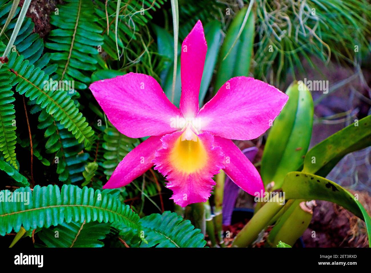 A selective focus shot of a cattleya orchid Stock Photo
