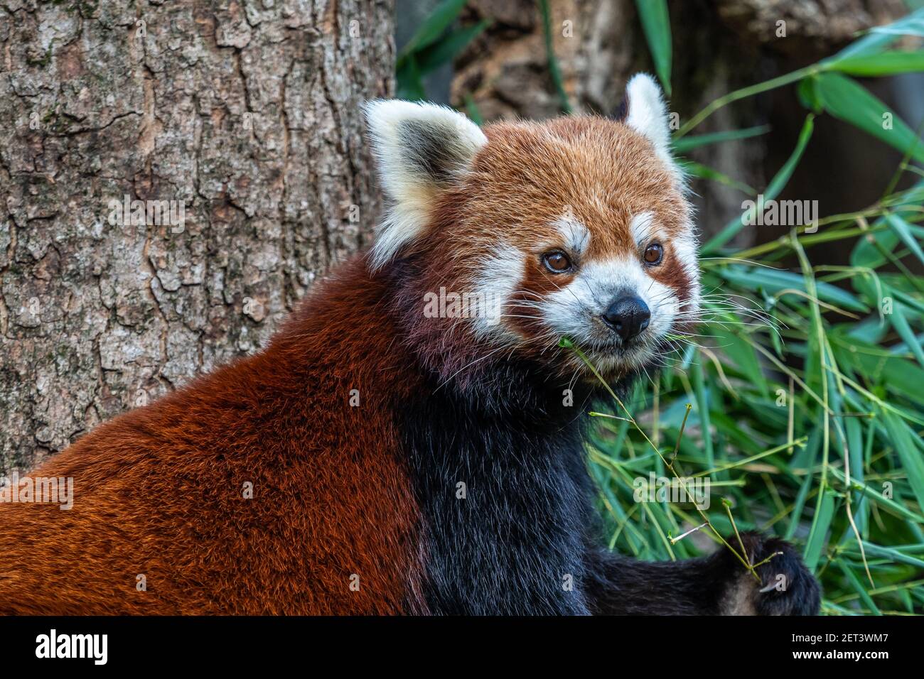The red panda, Ailurus fulgens, also called the lesser panda and the ...