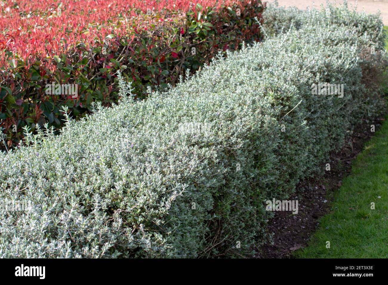 Photinia fraseri and shrubby germander bush hedges. Urban landscape design. Stock Photo