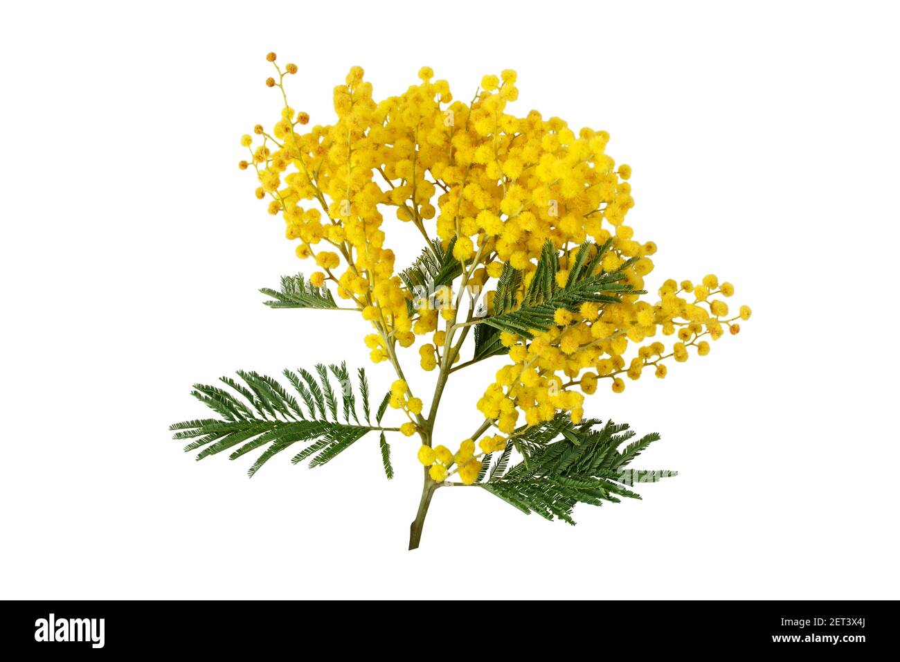 Mimosa spring flowers isolated on white. Silver wattle tree branch. Acacia dealbata yellow fluffy balls and leaves. Stock Photo