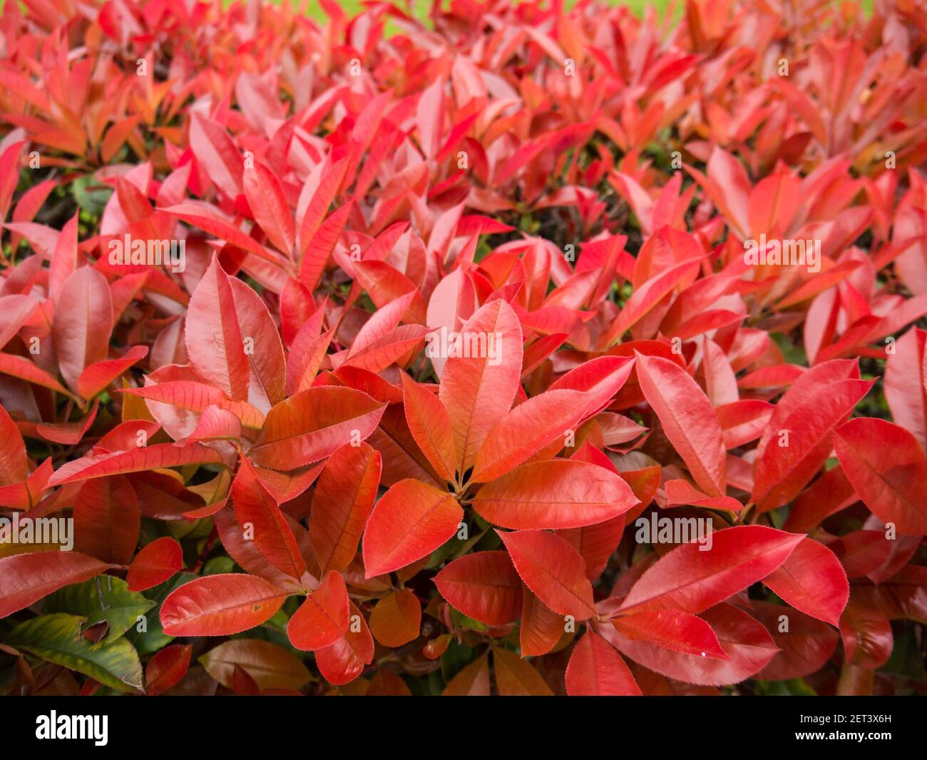 Photinia fraseri bush hedge closeup. Red tips of Christmas berry bushes. Stock Photo