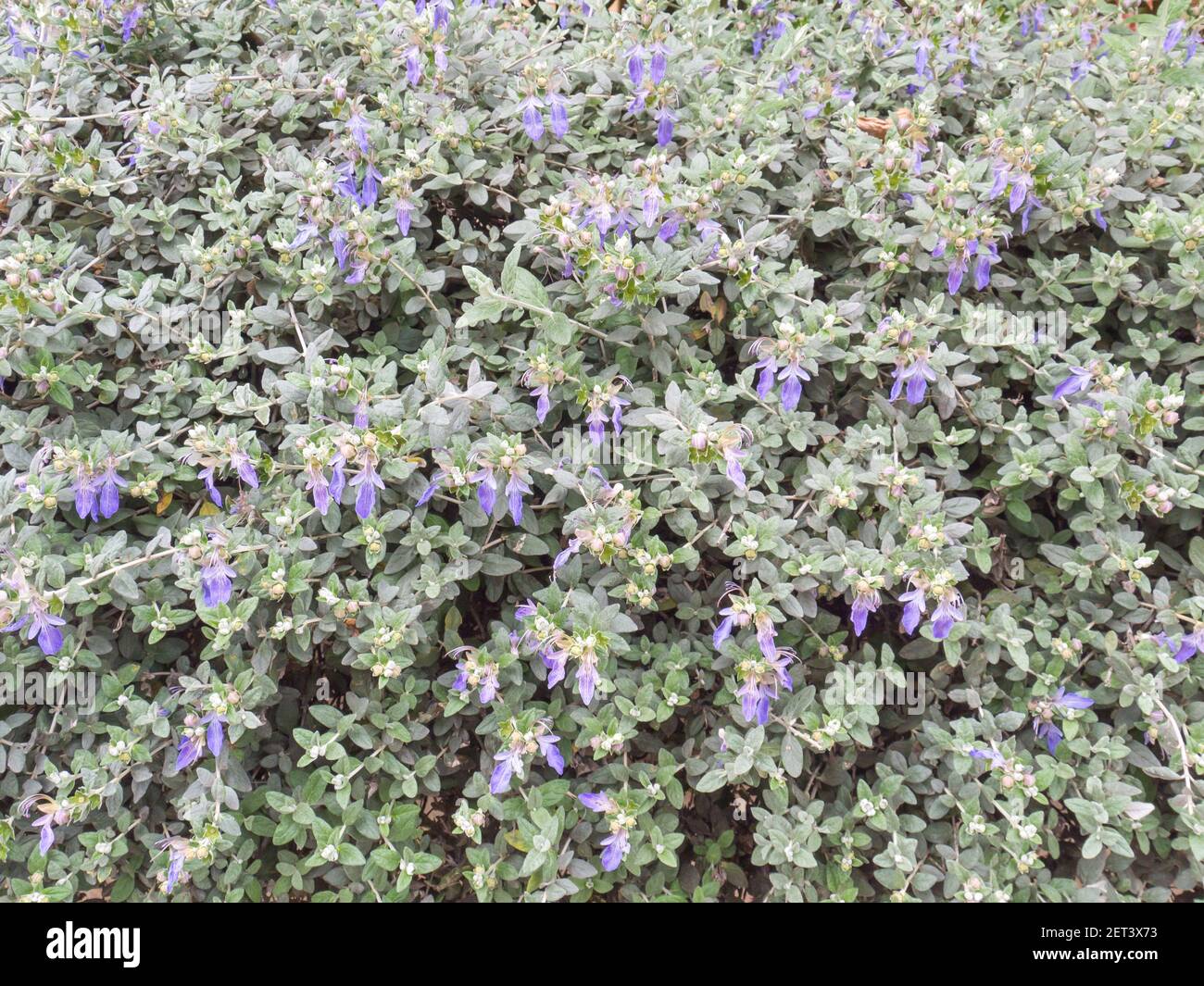 Silvery leaves and blue flowers shrubby germander hedge. Teucrium fruticans bush closeup. Stock Photo