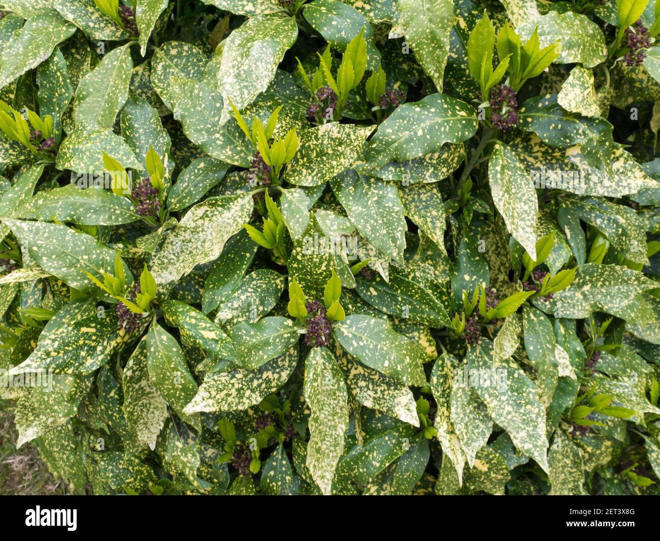 Spotted laurel bush hedge with new growth. Aucuba japonica plant Stock Photo