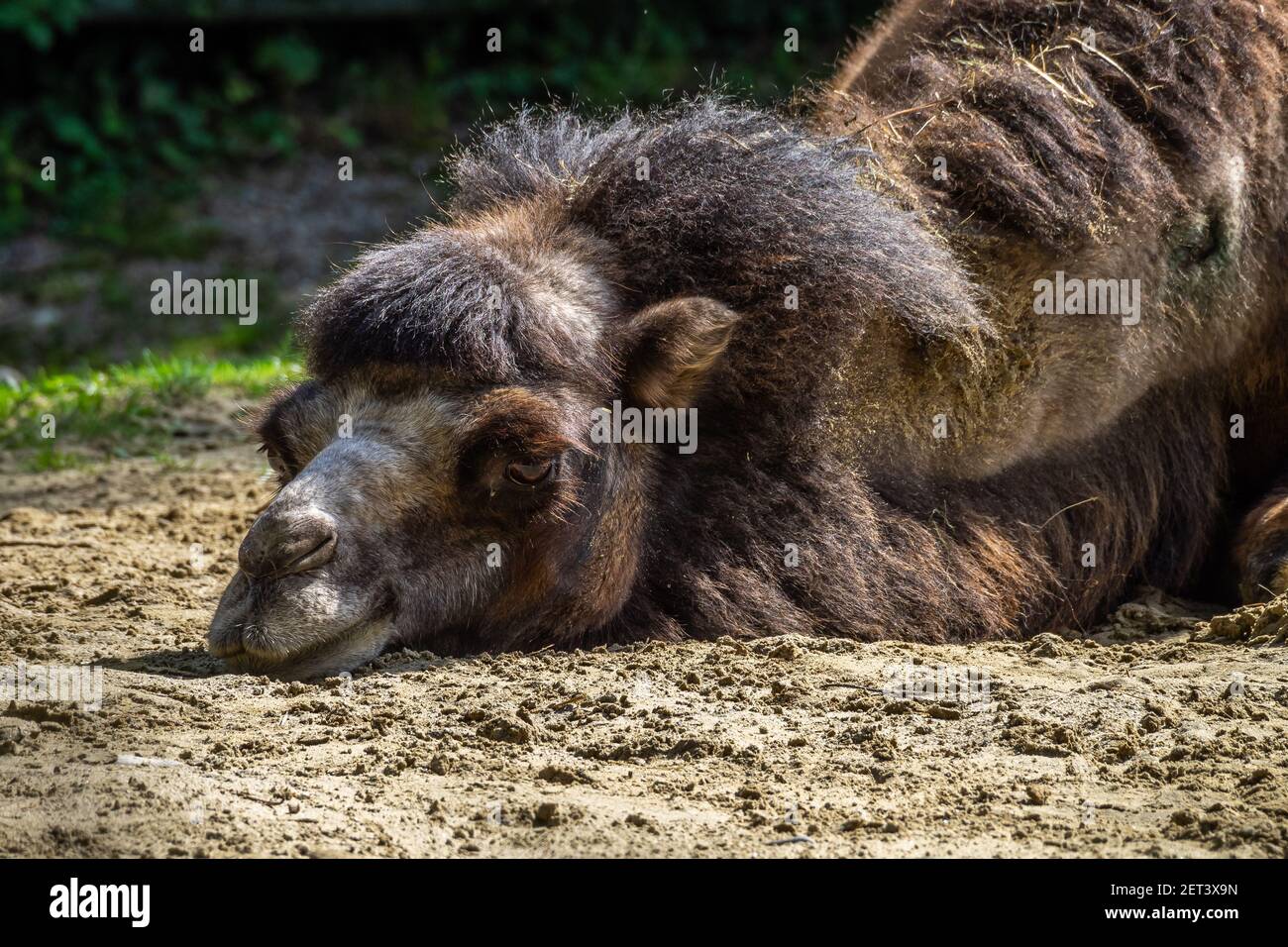 The Bactrian camels, Camelus bactrianus is a large, even-toed ungulate