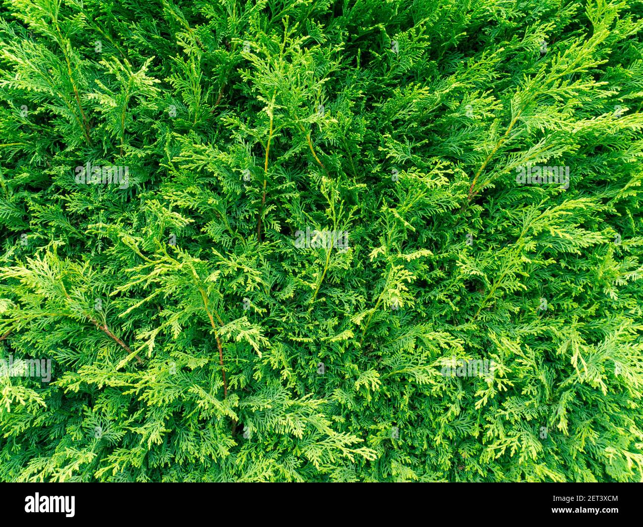 Lush green thuja hedge background. Stock Photo
