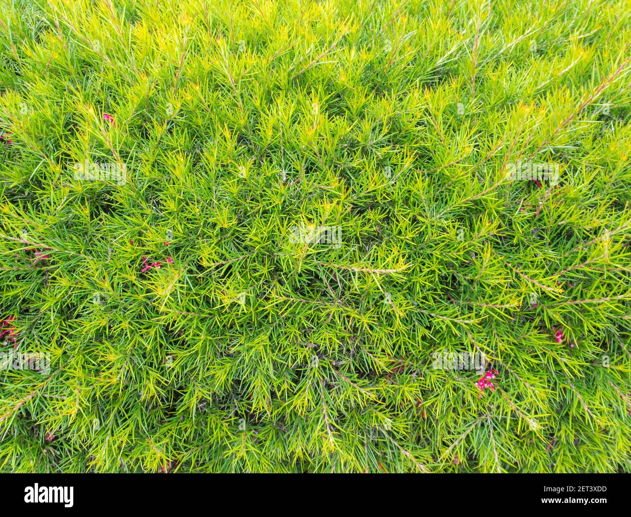 Pink grevillea bush hedge background. Toothbrush plant Stock Photo