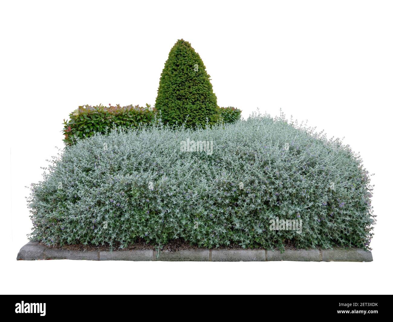 Shrubby germander and photinia fraseri bush hedges and conical pruned yew. Urban landscape design isolated on white Stock Photo