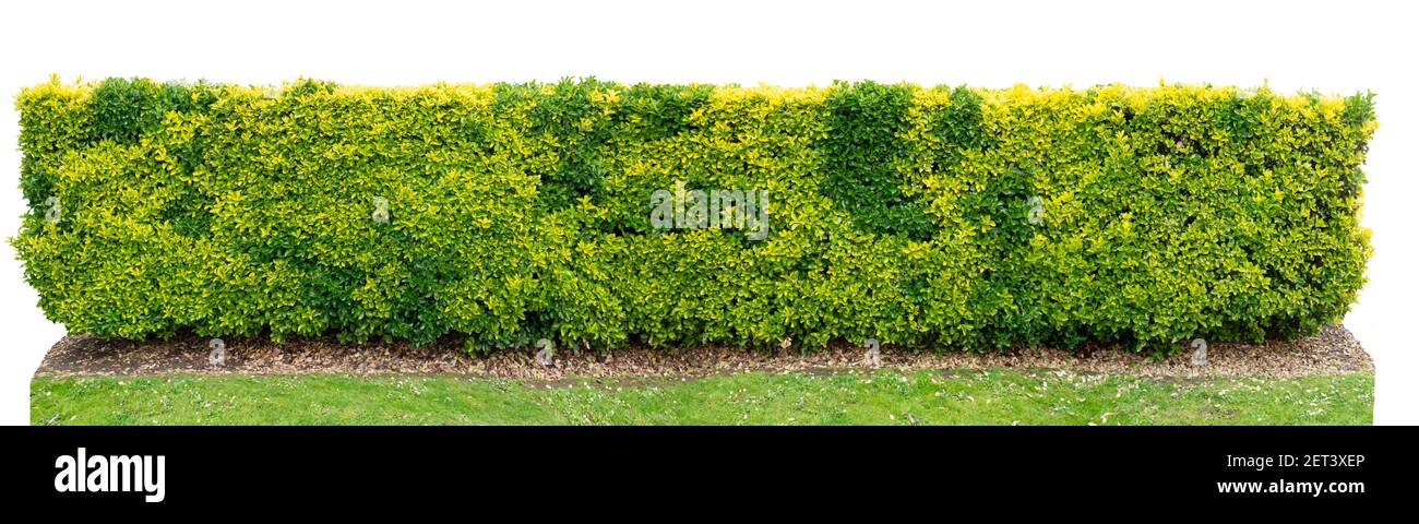 Variegated golden euonymus japonicus or evergreen spindle bush hedge isolated on white Stock Photo