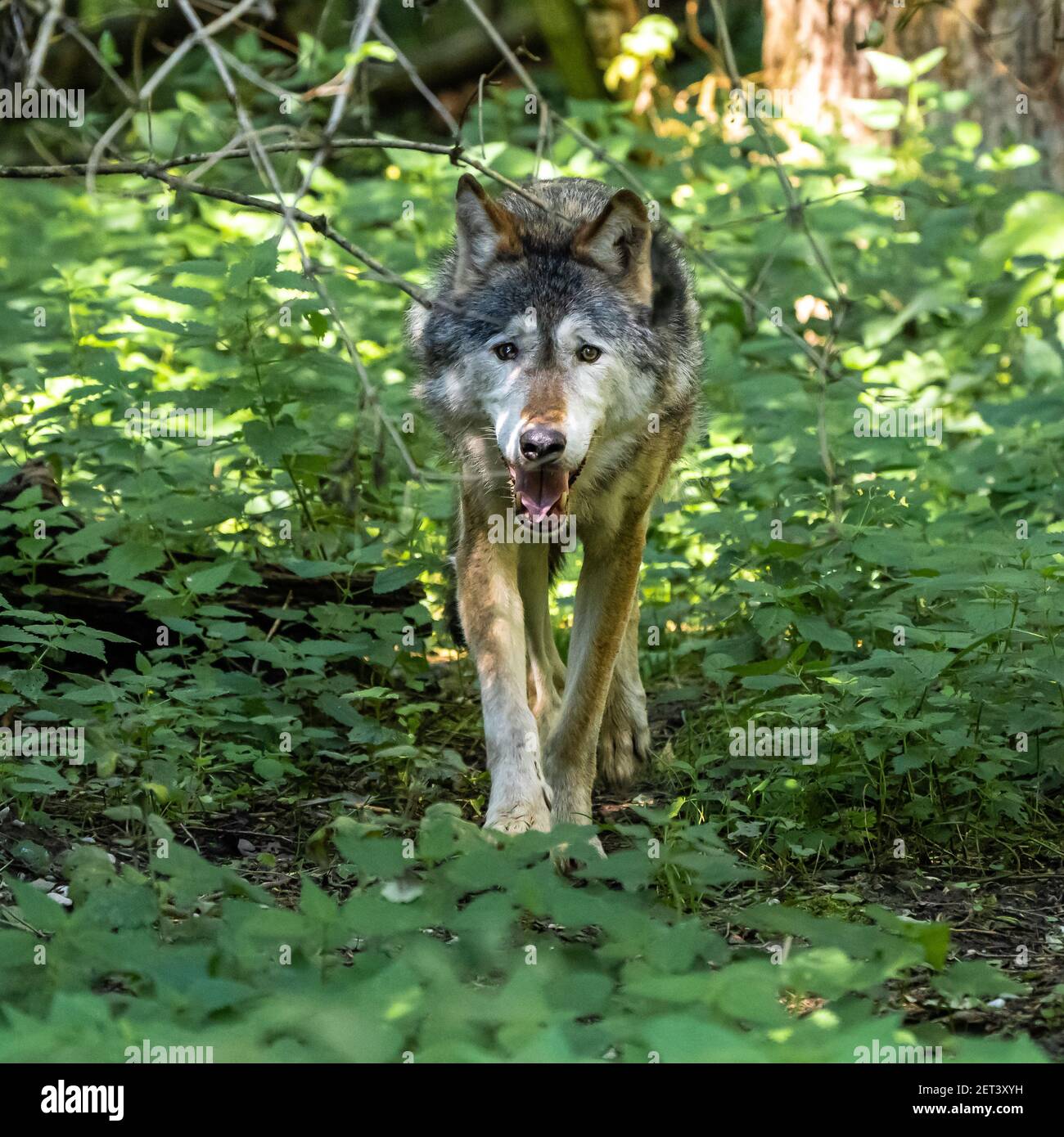 The wolf, Canis lupus, also known as the grey wolf or timber wolf is a ...