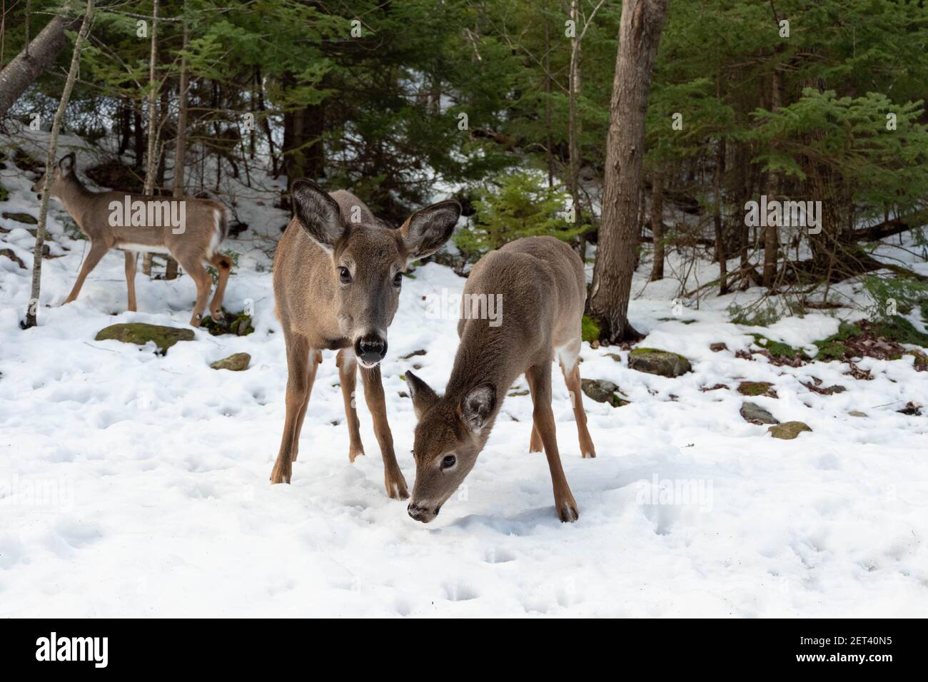 Deer in the winter forest. Animals of North America Stock Photo - Alamy Deer in the winter forest. Animals of North America Stock Photo - Alamy