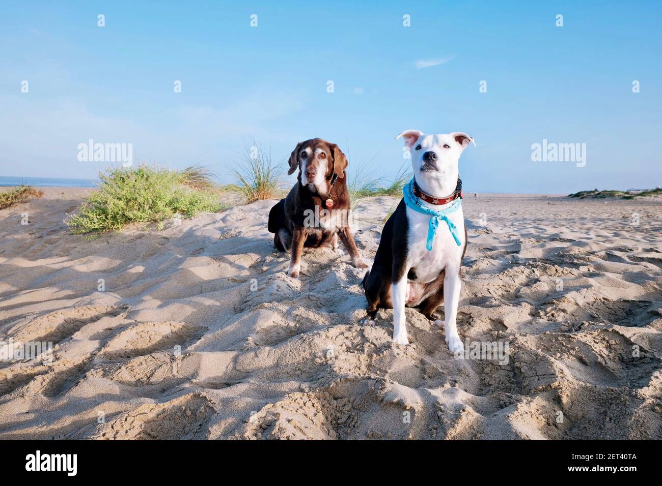Old Chocolate labrador dog and mixed pointer dog sitting on beach, California, USA Stock Photo
