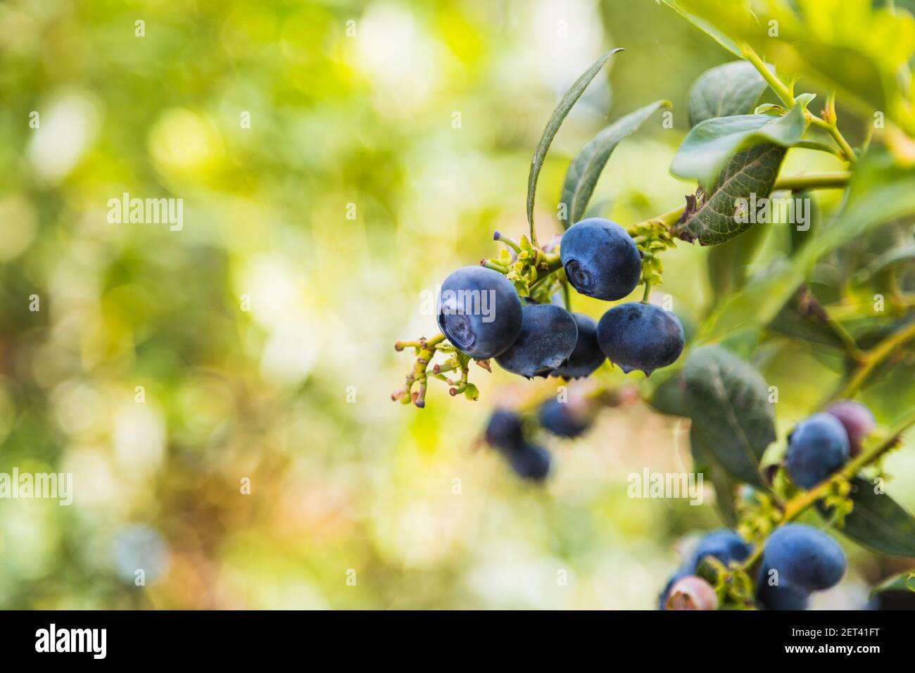 Blueberries - delicious, healthy berry fruit. Vaccinium corymbosum, high huckleberry. Blue ripe fruit on the healthy green plant. Food plantation - bl Stock Photo