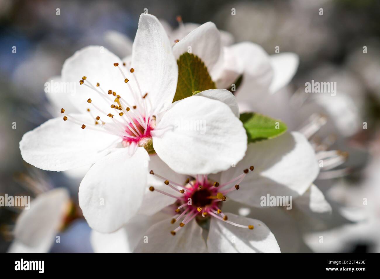 Pollinisation Pollination Hi Res Stock Photography And Images Alamy